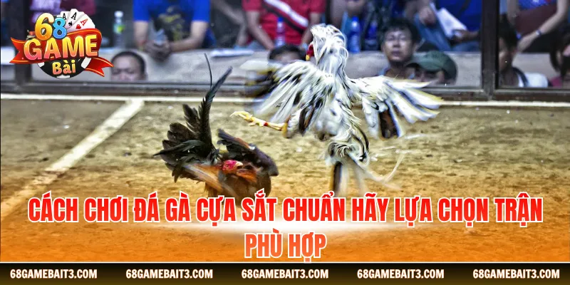 cach-choi-da-ga-cua-sat-chuan-hay-lua-chon-tran-phu-hop